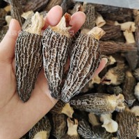 云南土特產(chǎn)羊肚菌干貨散裝大貨批發(fā)廠(chǎng)家直批新貨煲湯干蘑菇羊肚菌